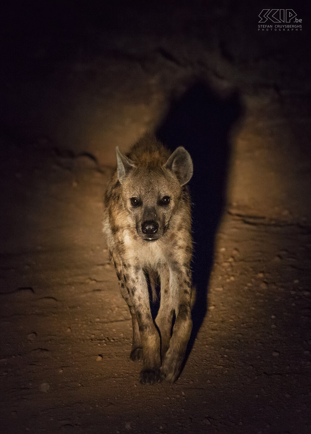 South Luangwa - Hyena in de nacht  Stefan Cruysberghs